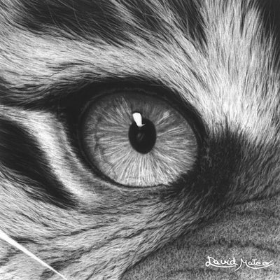 Dibujo realista a carboncillo e un ojo de tigre en primer plano del artista David Mateo.