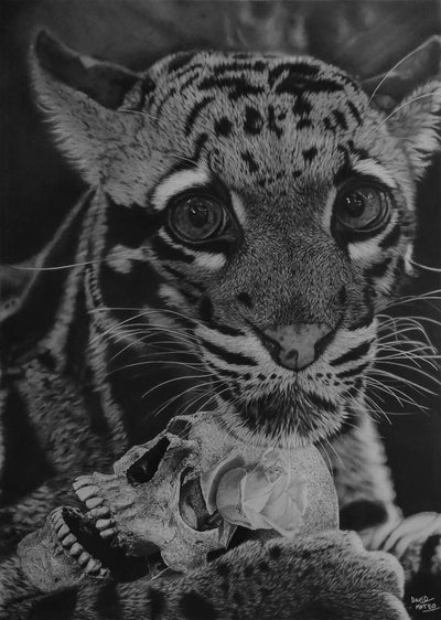 Dibujo a lápiz original en carboncillo de un leopardo nublado, obra de David Mateo Art.