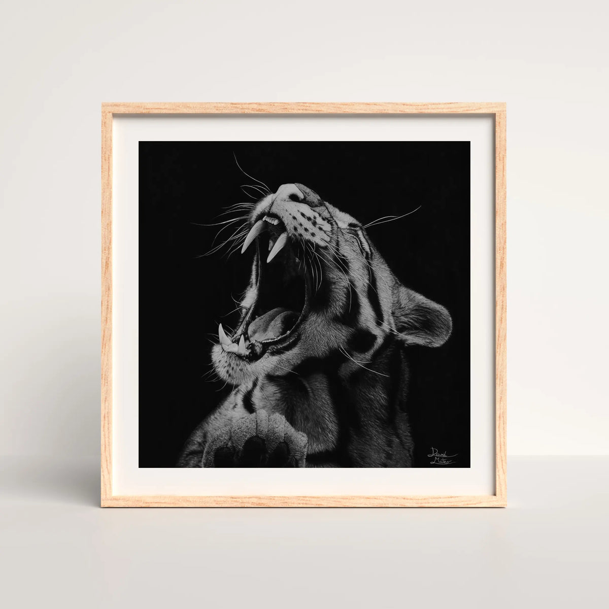 Lámina decorativa cuadrada de arte hiperrealista a carboncillo de un tigre con la boca abierta, en un marco decorado. Ideal para coleccionistas de wildlife art de alta calidad. Dibujo a lápiz.