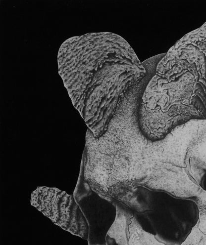 Original Work "Cabravera": Hyperrealist Gothic Art in Graphite