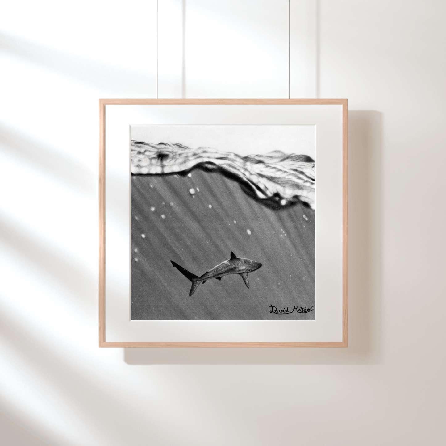 Lámina "Shark" – Dibujo Hiperrealista de Tiburón en Carboncillo