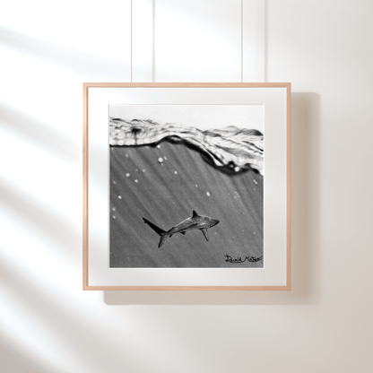 Lámina "Shark" – Dibujo Hiperrealista de Tiburón en Carboncillo