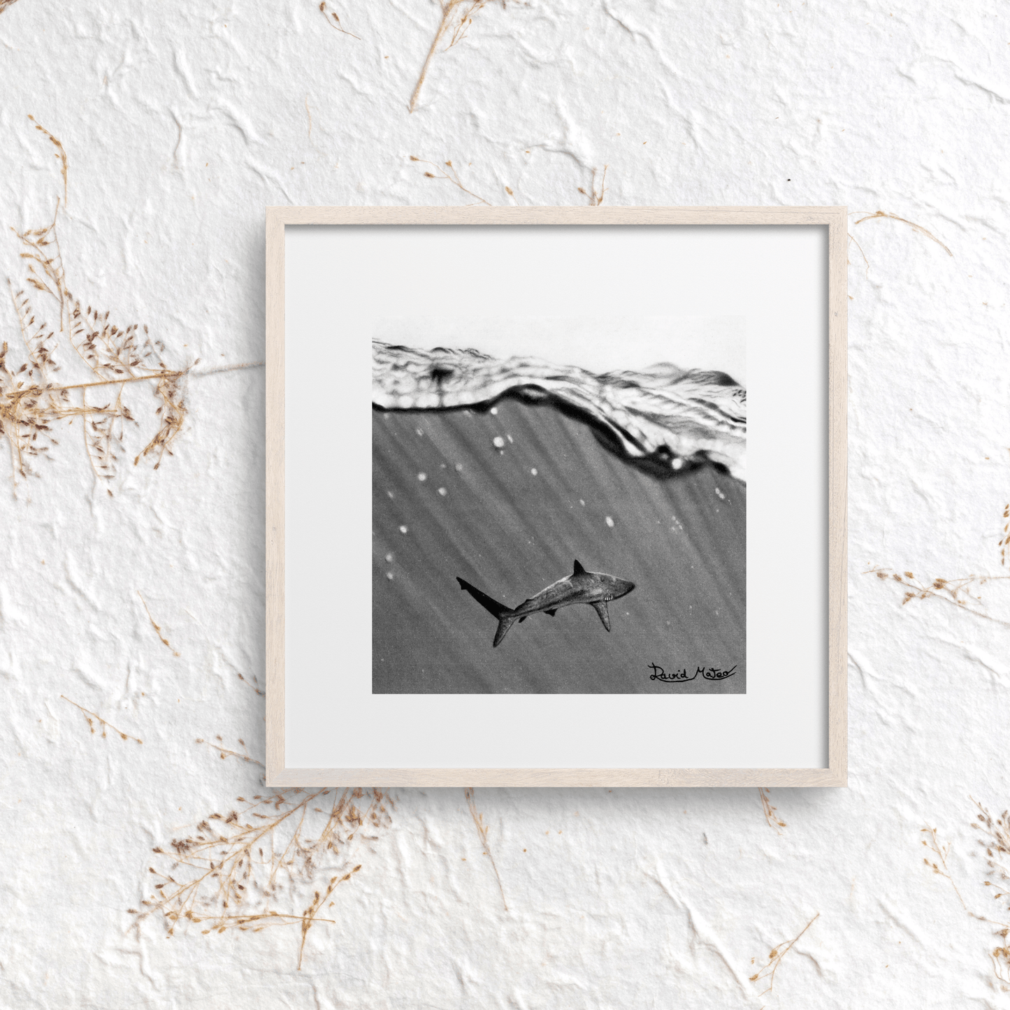 Lámina "Shark" – Dibujo Hiperrealista de Tiburón en Carboncillo