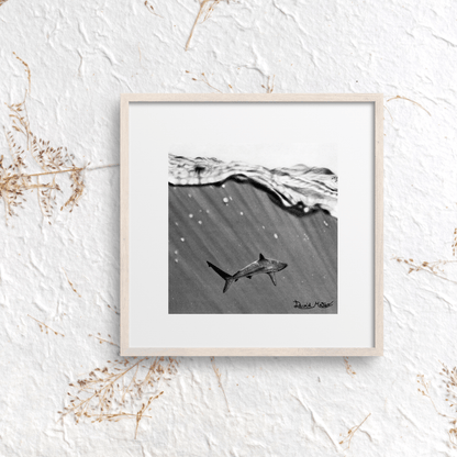 Lámina "Shark" – Dibujo Hiperrealista de Tiburón en Carboncillo