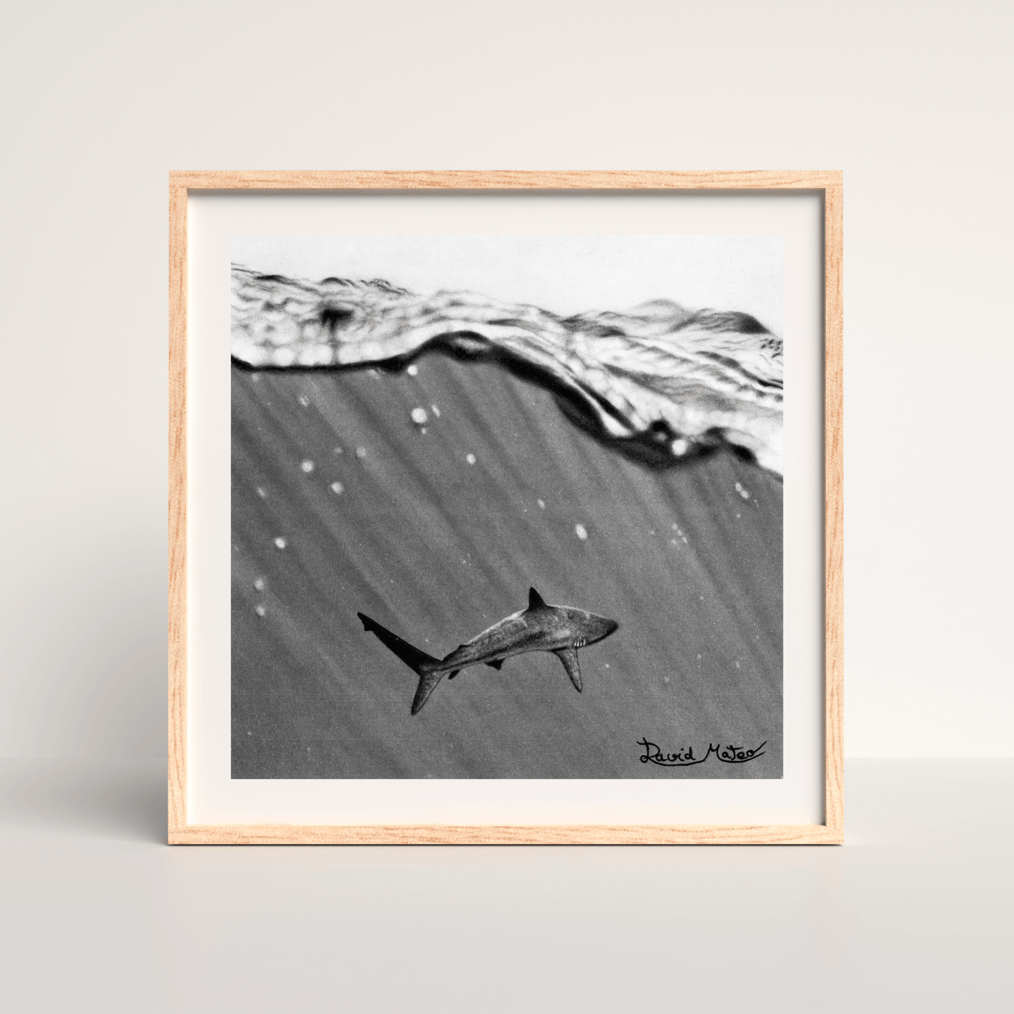 Lámina "Shark" – Dibujo Hiperrealista de Tiburón en Carboncillo