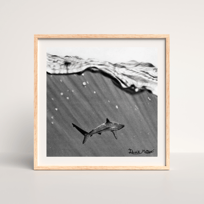 Lámina "Shark" – Dibujo Hiperrealista de Tiburón en Carboncillo