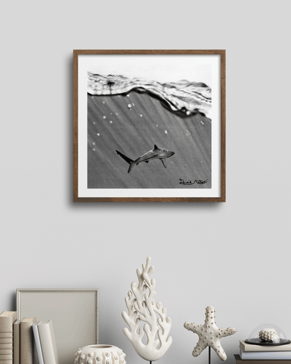 Lámina "Shark" – Dibujo Hiperrealista de Tiburón en Carboncillo