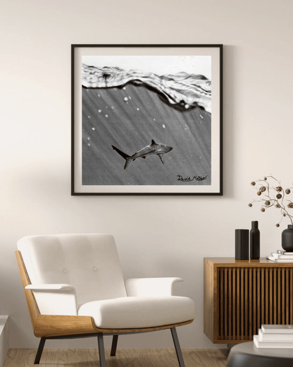 Lámina "Shark" – Dibujo Hiperrealista de Tiburón en Carboncillo