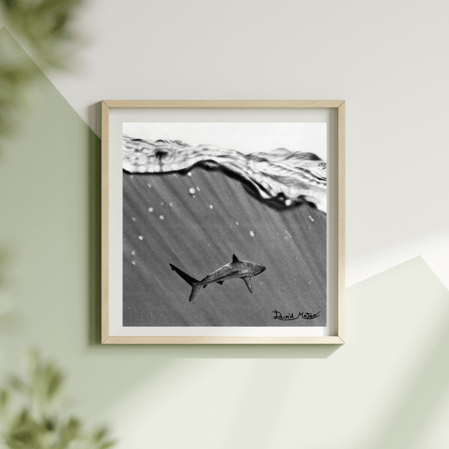 Lámina "Shark" – Dibujo Hiperrealista de Tiburón en Carboncillo