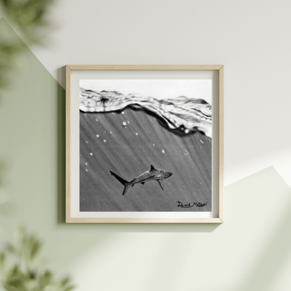 Lámina "Shark" – Dibujo Hiperrealista de Tiburón en Carboncillo