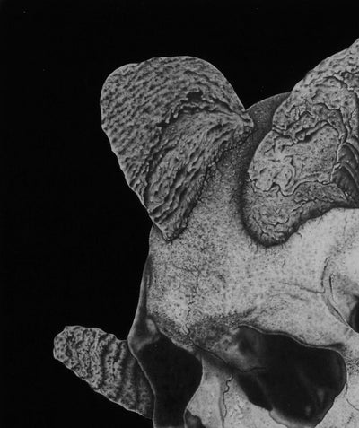 Primer plano del cráneo y los cuernos de la obra “Cabravera”, mostrando las texturas y sombreados del dibujo a lápiz.