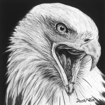 Cuadro decorativo moderno de un águila calva dibujada a mano con carboncillo por David Mateo.
