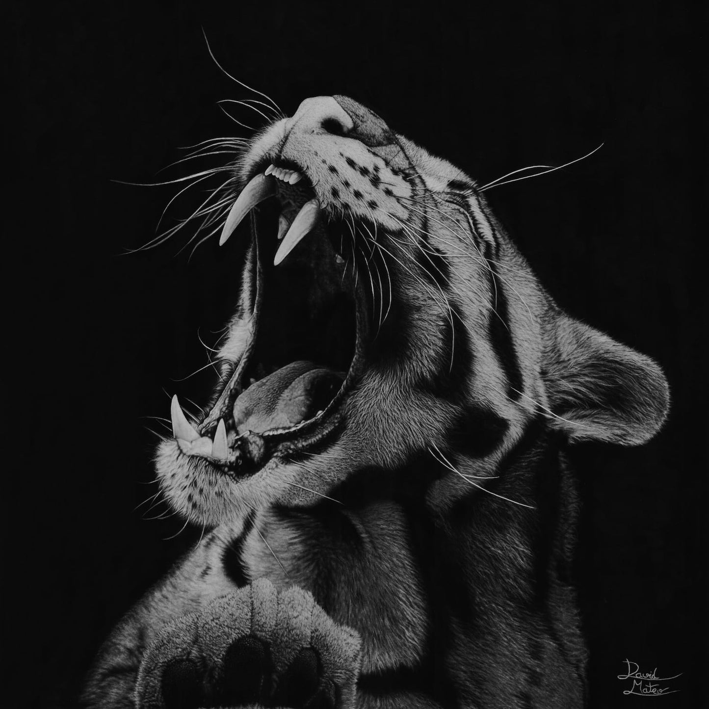 Cuadro decorativo moderno de un leopardo nubado rugiendo. Dibujo a lápiz de David Mateo.
