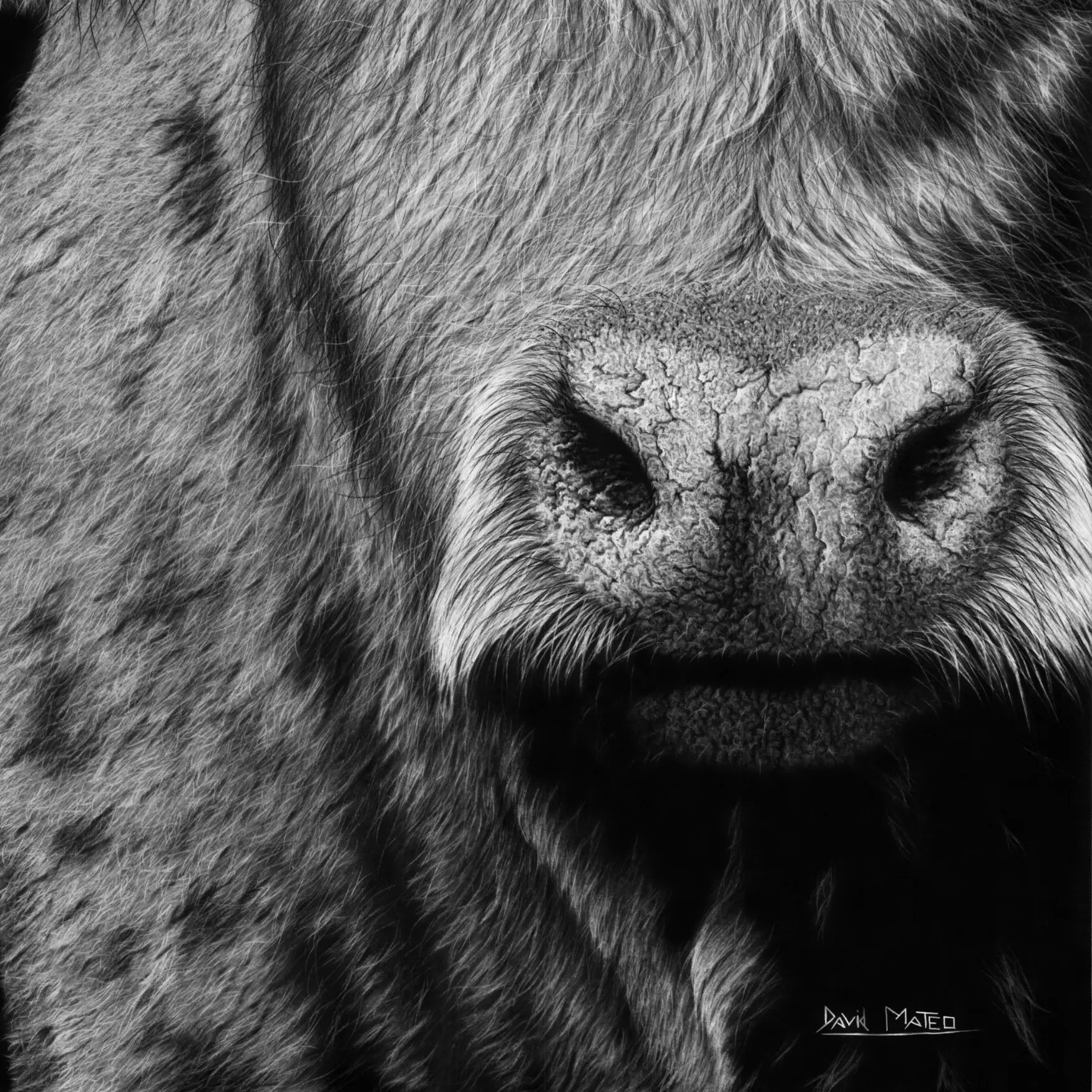 Detalle del hocico de un toro salvaje, dibujo a carboncillo en hiperrealismo del artista David Mateo.
