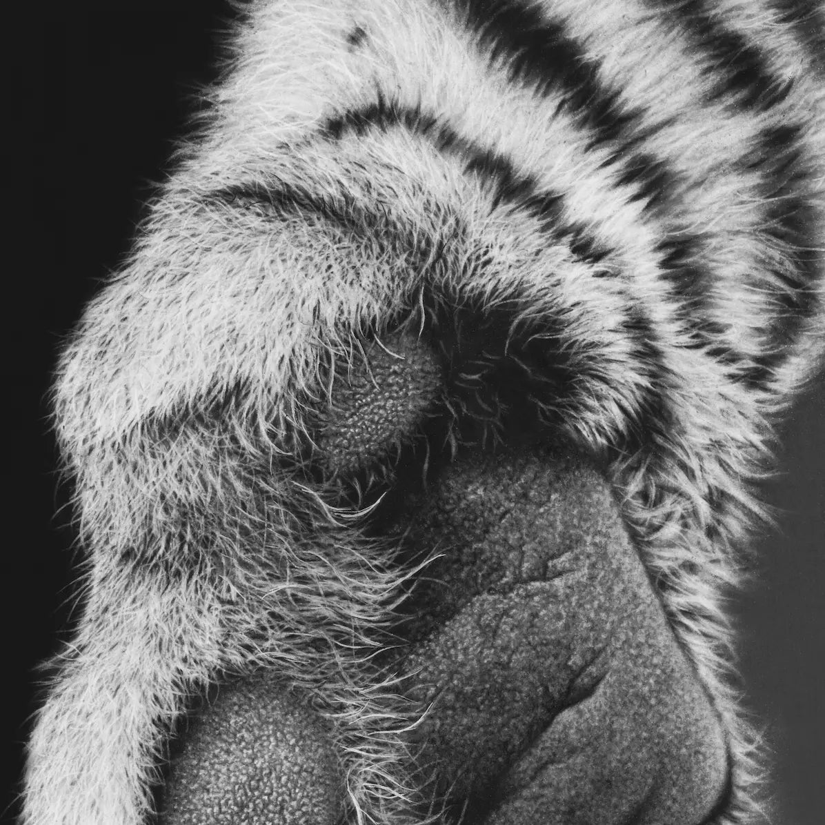 Detalle de la obra de arte original de hiperrealismo a carboncillo de una zarpa de tigre del artista David Mateo.