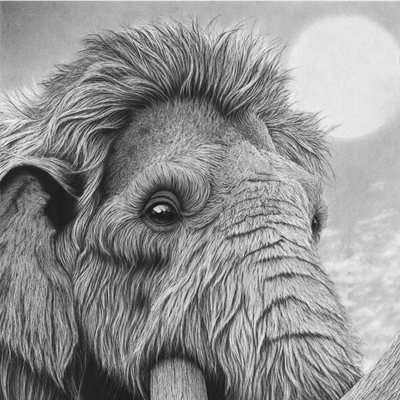 Primer plano del detalle hiperrealista del pelaje dibujado a mano con carboncillo por David Mateo.