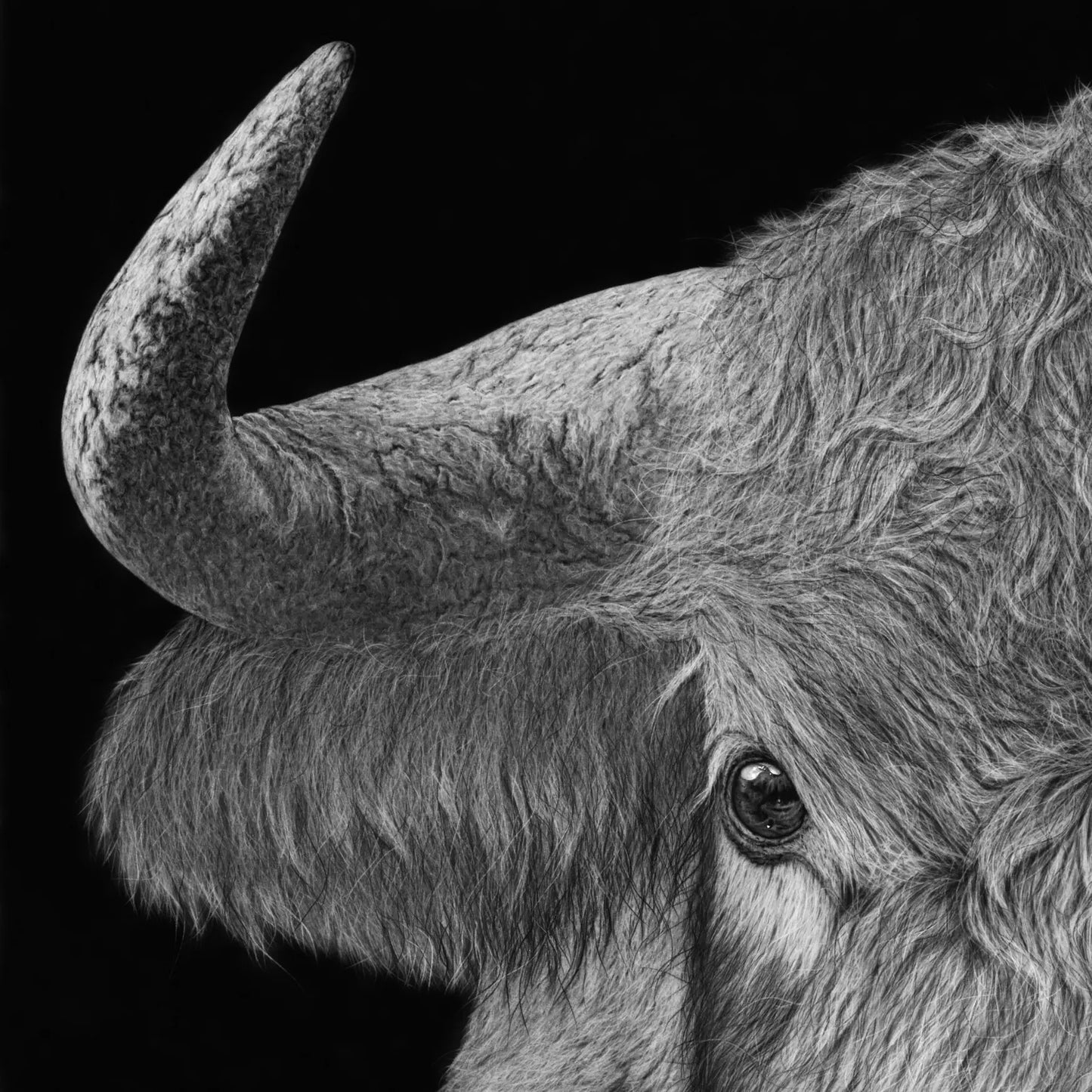 Detalle en primer plano del cuerno y el ojo del dibujo  lápiz de hiperrealismo de un toro salvaje titulado Bicharraco.