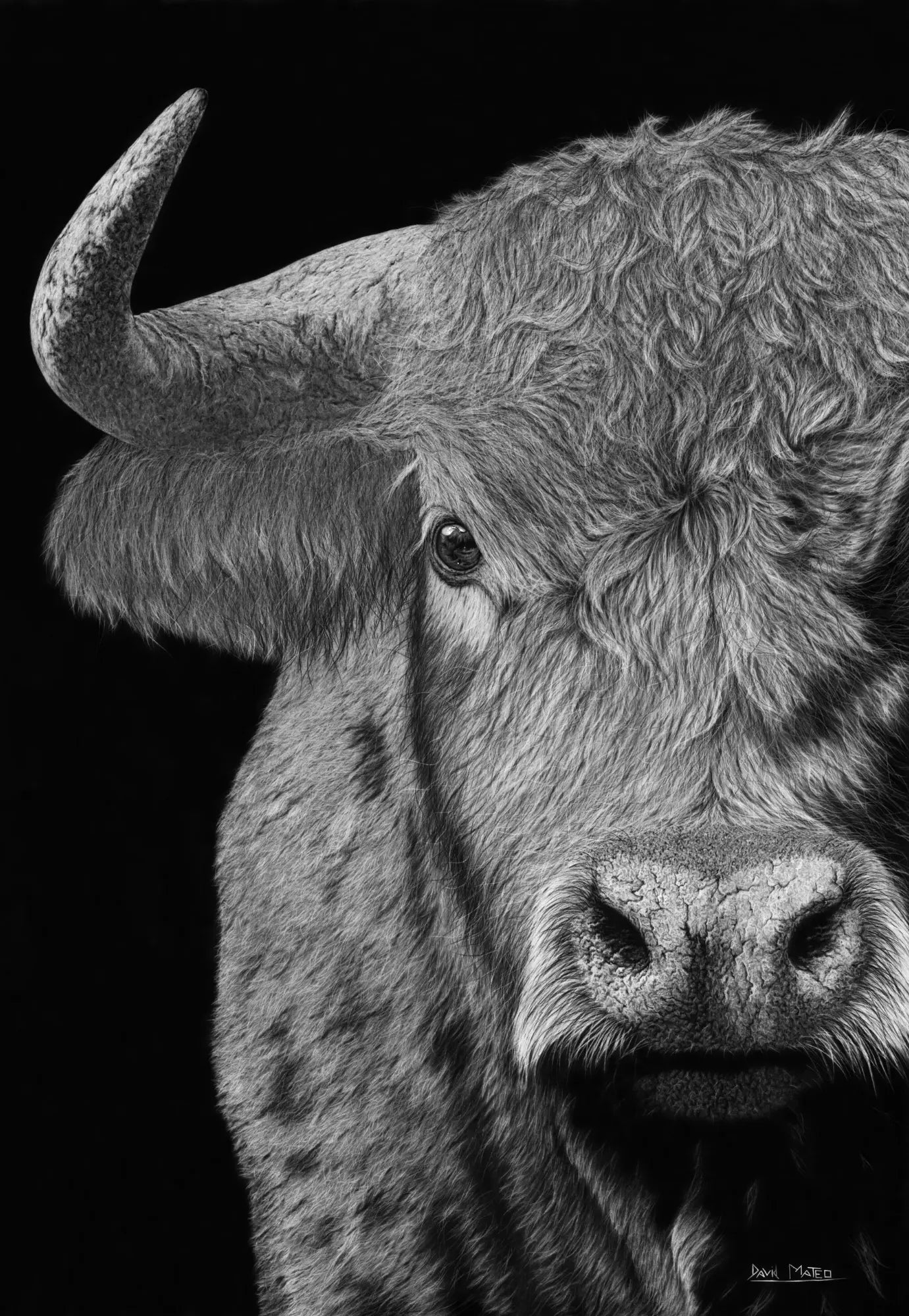 Dibujo a carboncillo de un toro salvaje, obra de arte titulada Bicharraco.