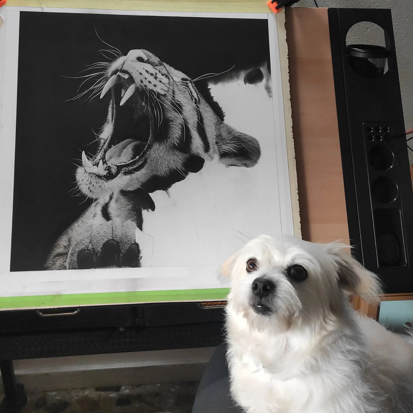 Dibujo a carboncillo hiperrealista de un leopardo en su proceso creativo por el artista David Mateo.