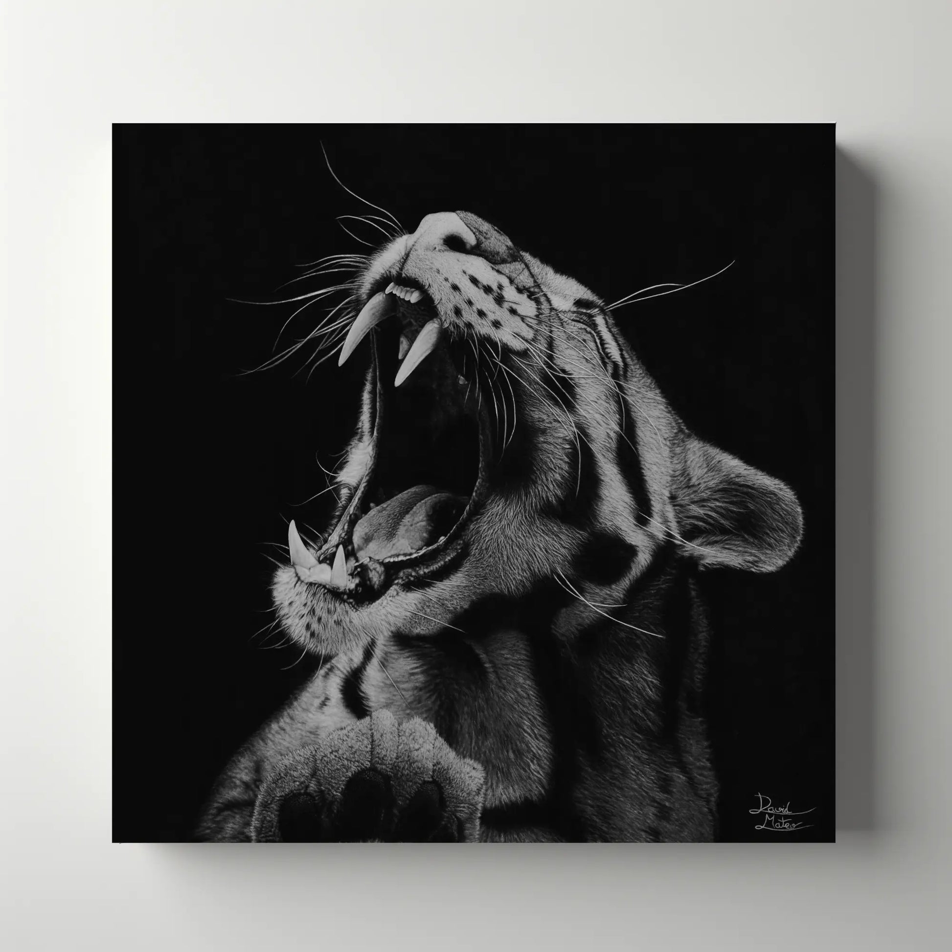 Dibujo hiperrealista realizado con lápices de carbón sobre papel de un felino rugiendo por el artista David Mateo.