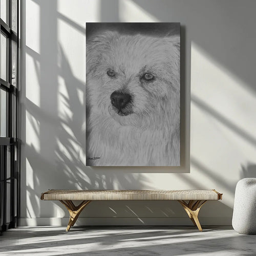 Retrato de perro de pelo blanco esponjoso dibujado a lápiz de grafito, 
lámina hiperrealista en blanco y negro por David Mateo enmarcada junto a un sofá gris.