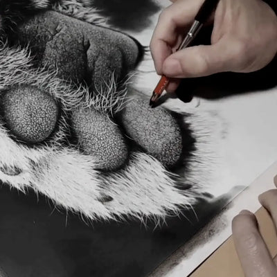 Proceso creativo de un dibujo a lápiz en hiperrealismo de una zarpa de tigre por el artista David Mateo.