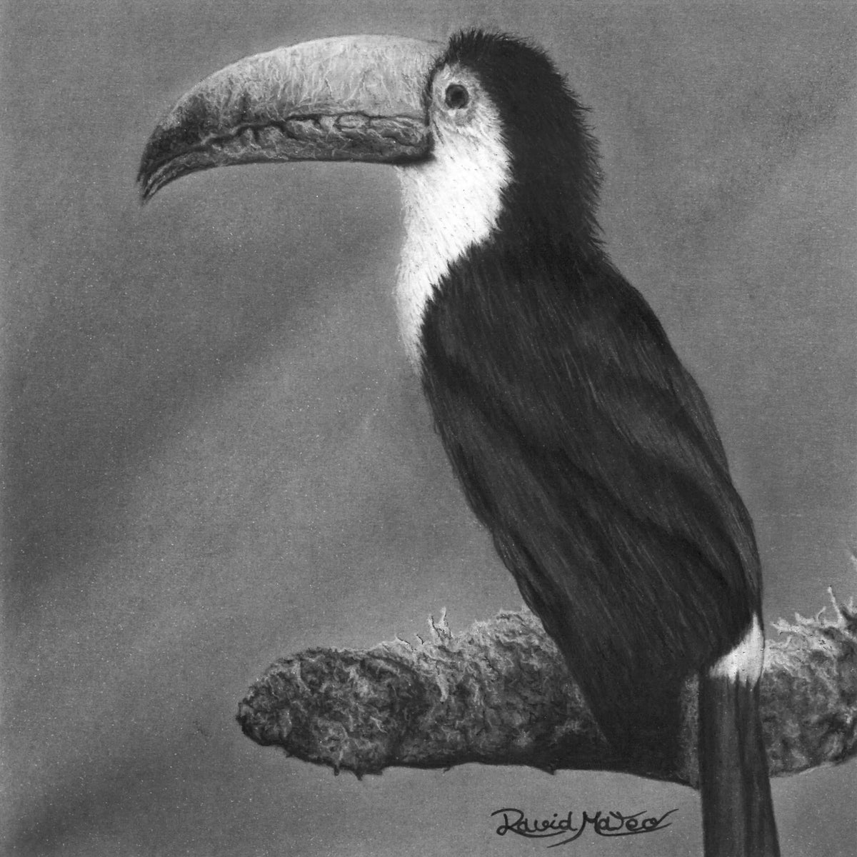 Dibujo a lápiz de carboncillo de un tucán sobre una rama del artista David Mateo.