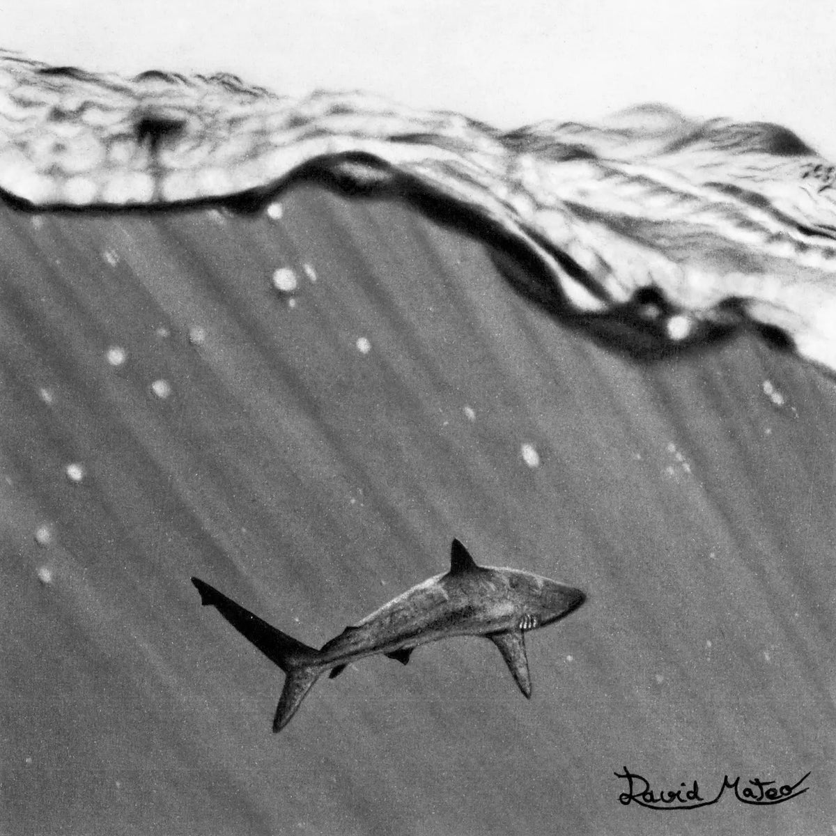 Dibujo a lápiz realista con carboncillo de un tiburón nadando bajo la superficie de David Mateo.