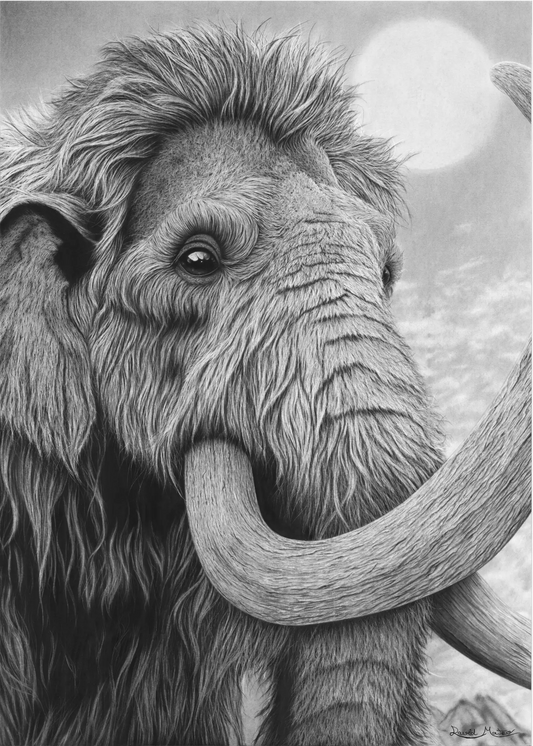 Dibujo original hiperrealista a carboncillo de un mamut lanudo titulado El Titán de la Prehistoria de David Mateo Art.