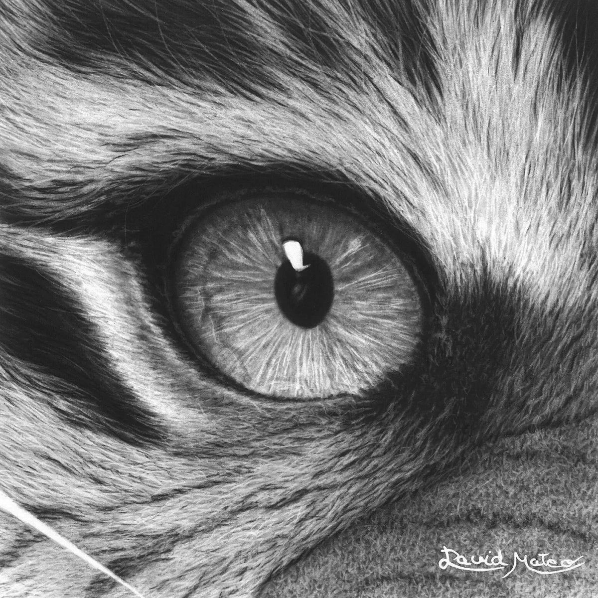 Dibujo realista a carboncillo e un ojo de tigre en primer plano del artista David Mateo.