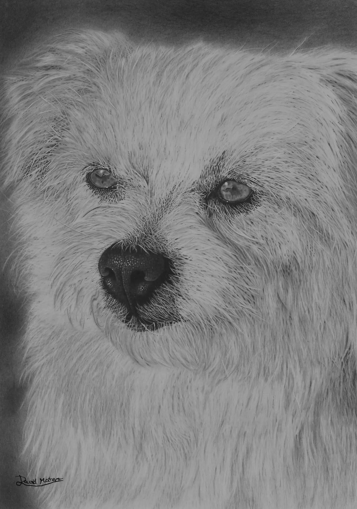 Dibujo realista de un perro blanco. Mascota del artista David Mateo.