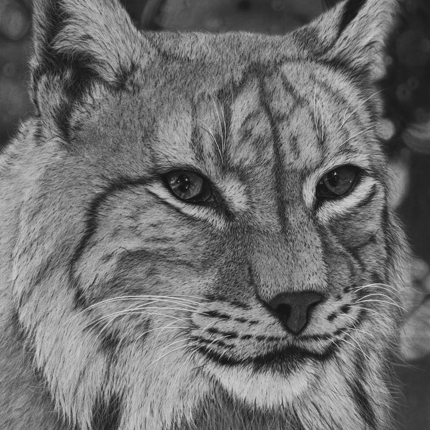 Dibujo a lápiz de carboncillo en hiperrealismo de un lince ibérico blanco del artista David Mateo.