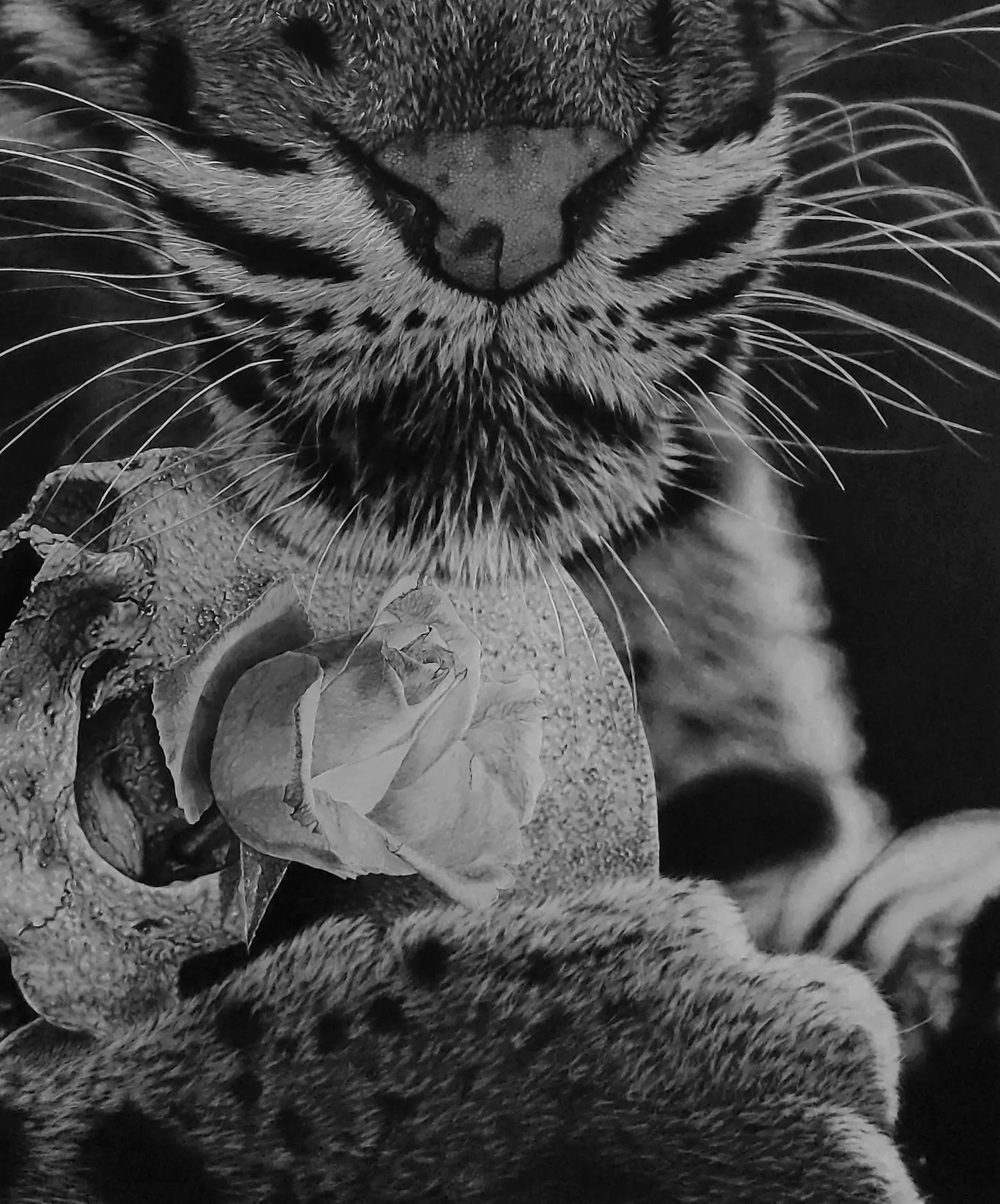 Detalle del hocico y sombreado del retrato en carboncillo del leopardo nublado.