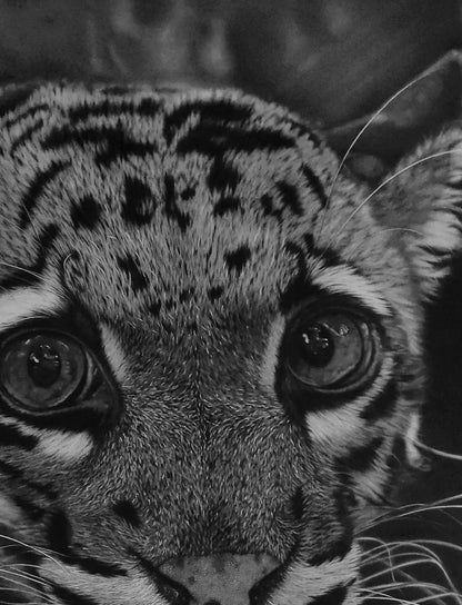 Primer plano de los ojos y la mirada intensa del leopardo nublado dibujado en carboncillo.