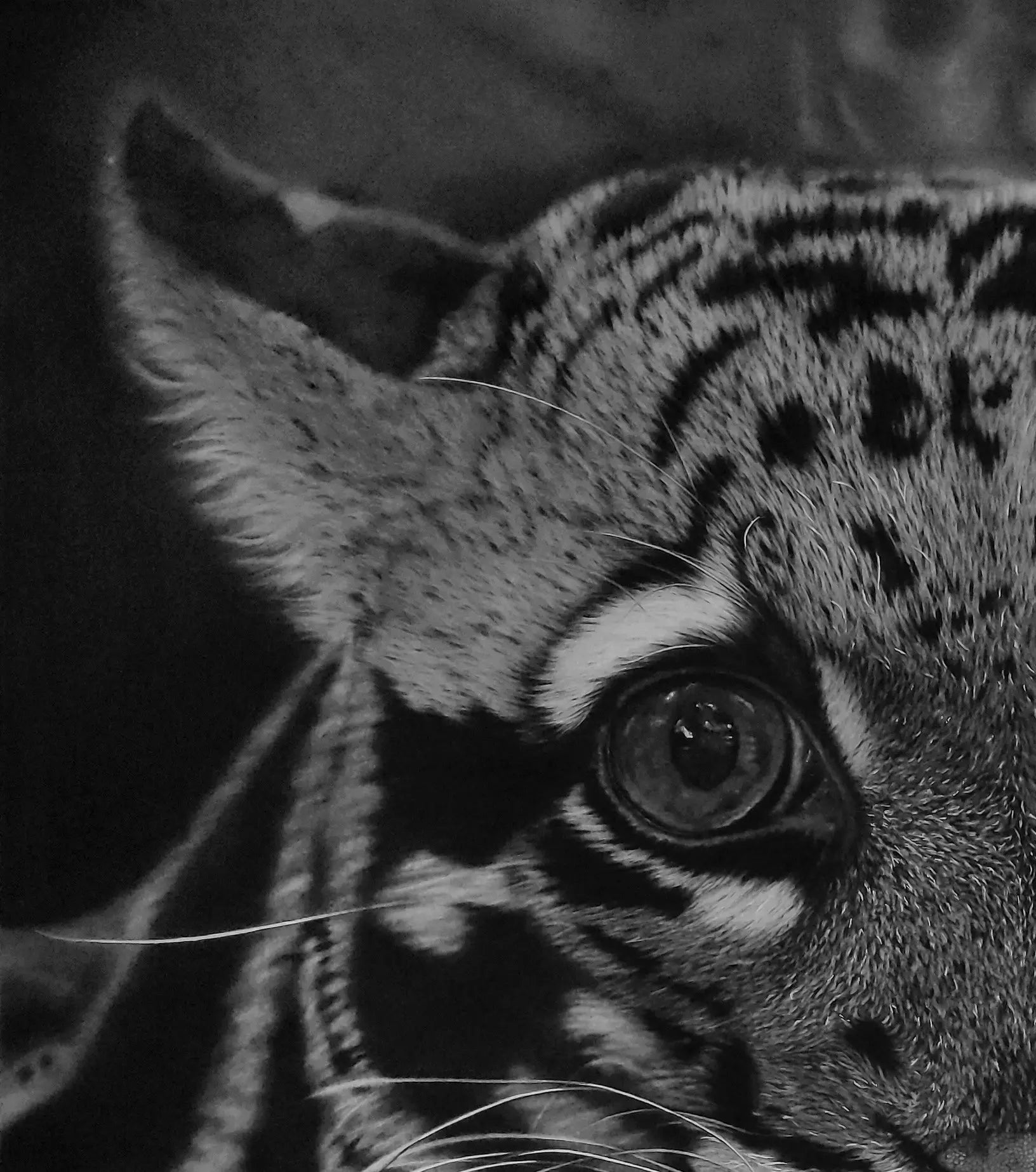 Primer plano de la oreja y texturas superiores del leopardo nublado dibujado en carboncillo.