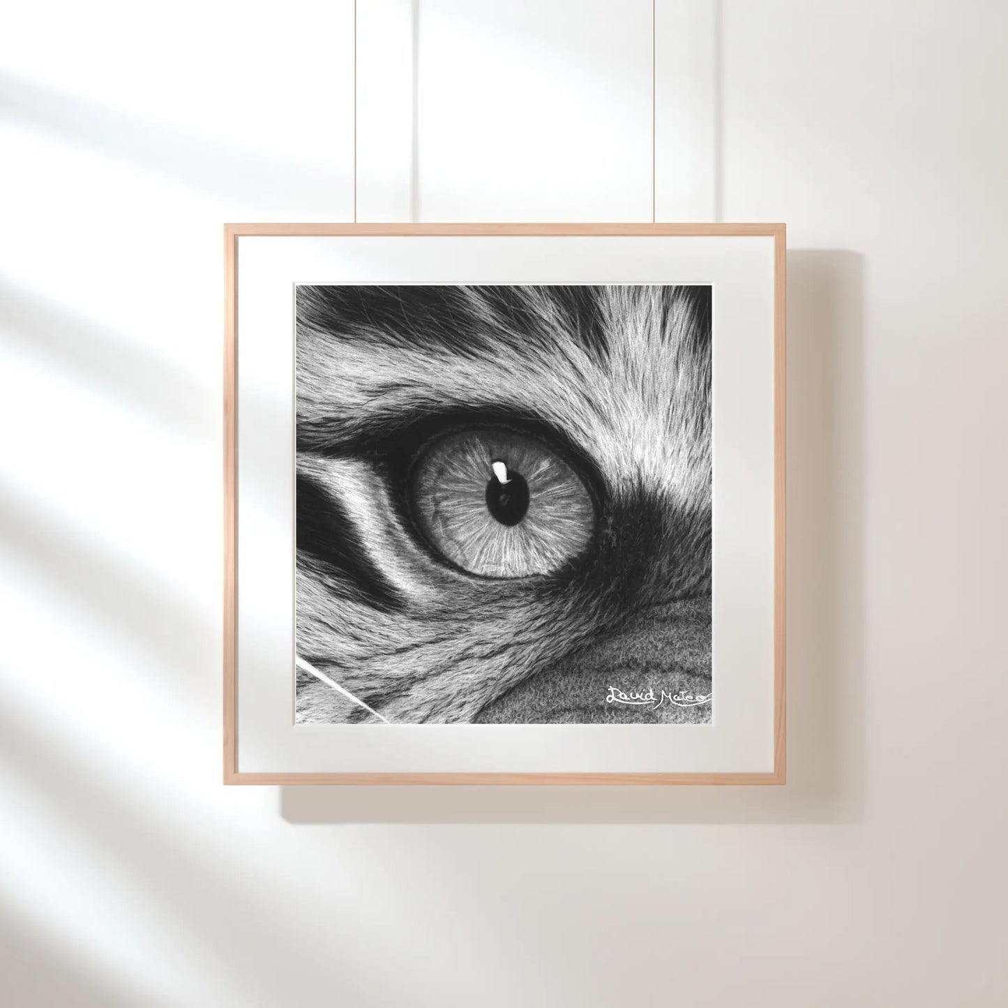 Dibujo a lápiz de grafito/carboncillo con alto contraste. Detalle de los pelos alrededor del ojo del tigre, destacando los tonos grises y negros profundos.