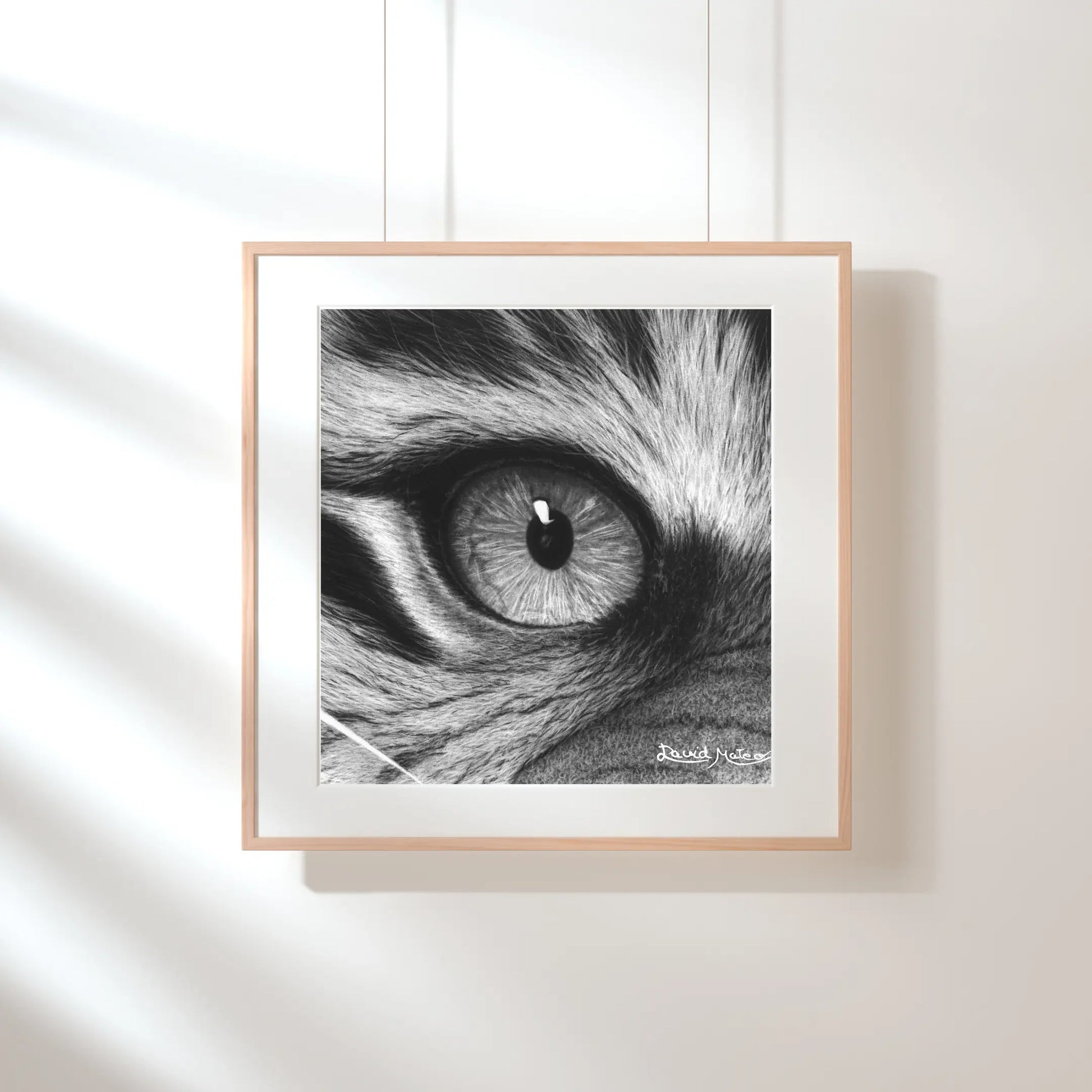 Dibujo a lápiz de grafito/carboncillo con alto contraste. Detalle de los pelos alrededor del ojo del tigre, destacando los tonos grises y negros profundos.