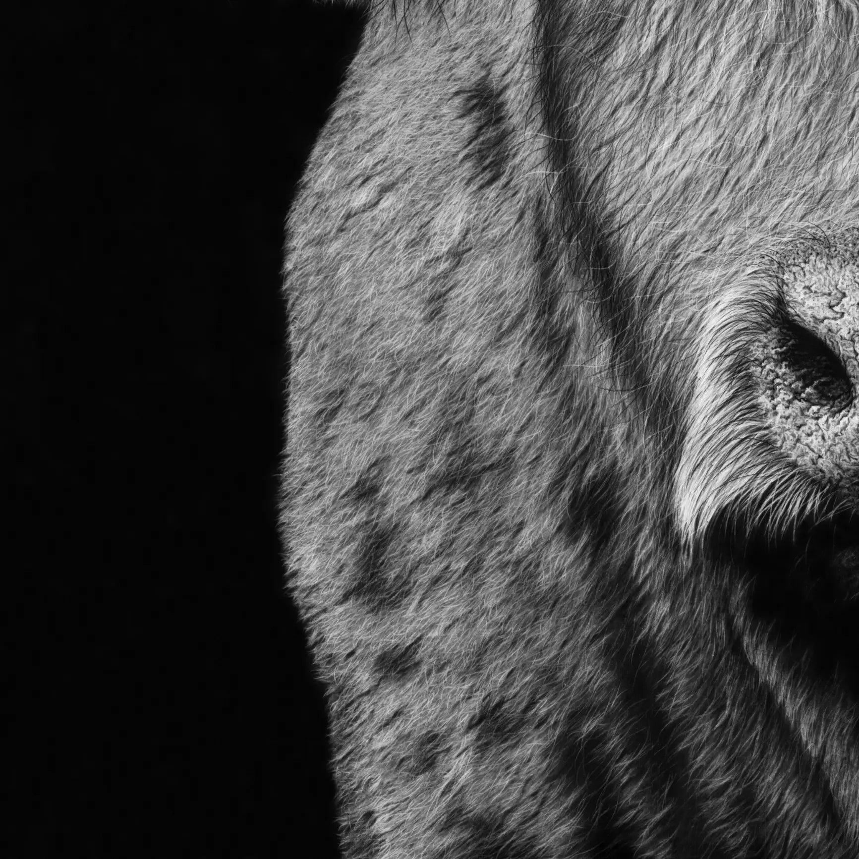 Obra de arte en hiperrealismo de un toro salvaje del artista David Mateo