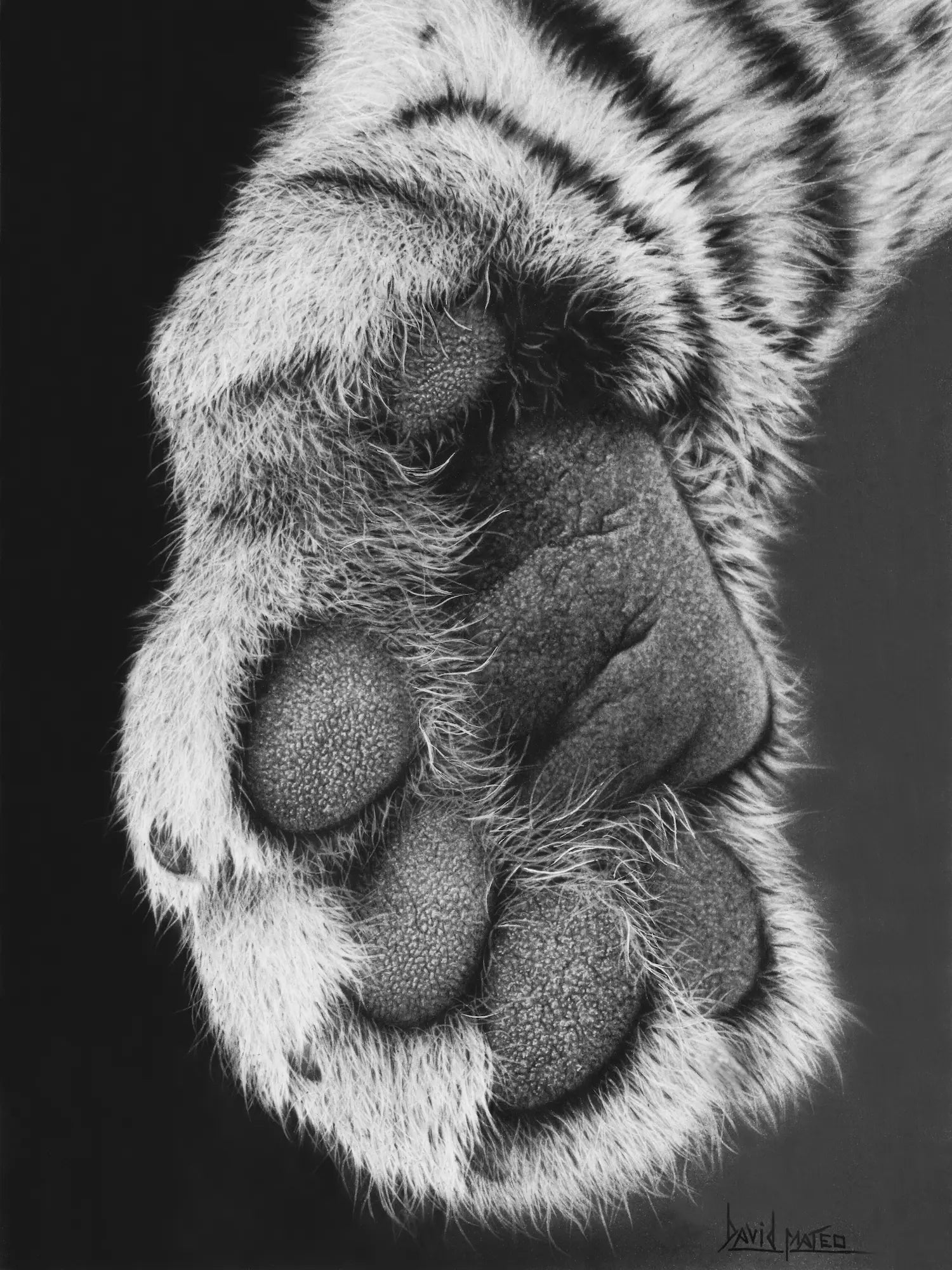 Obra de arte original, dibujo a lápiz de carboncillo del el artista David Mateo.