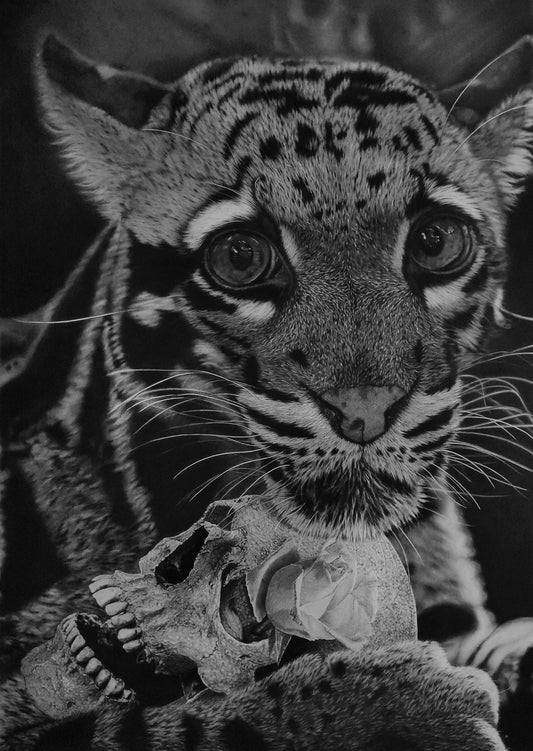 Obra original "El último sapiens" de David Mateo, un dibujo hiperrealista de un leopardo nublado junto a una calavera humana de la que crece una rosa.