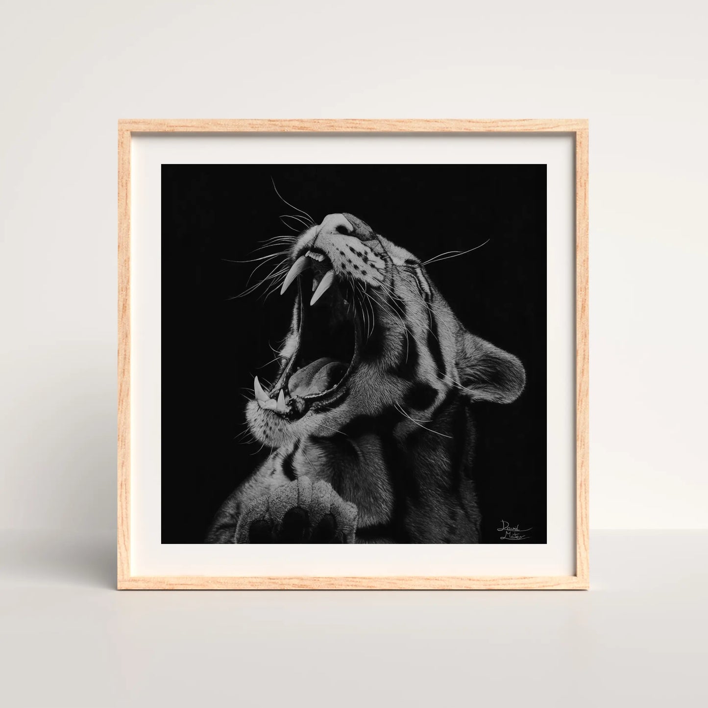 Lámina cuadrada de arte hiperrealista a carboncillo de un tigre con la boca abierta, en un marco decorado. Ideal para coleccionistas de wildlife art de alta calidad.