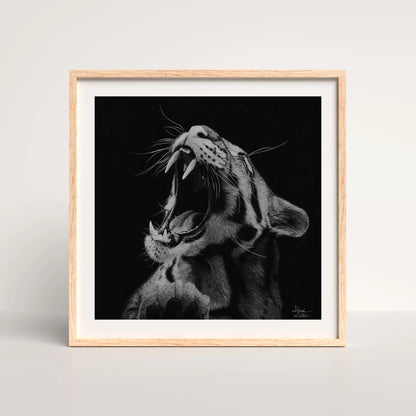 Lámina cuadrada de arte hiperrealista a carboncillo de un tigre con la boca abierta, en un marco decorado. Ideal para coleccionistas de wildlife art de alta calidad.