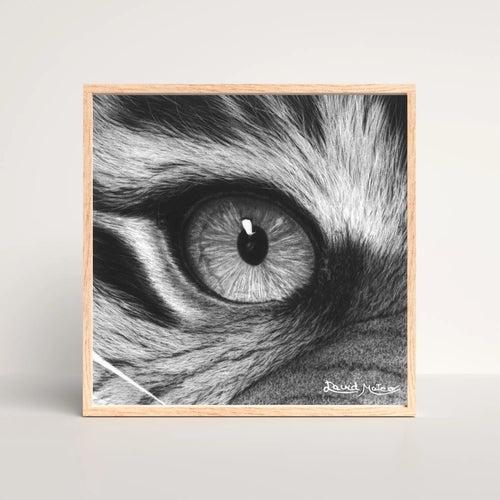 Primerísimo plano del ojo de un tigre dibujado a carboncillo, 
lámina hiperrealista en blanco y negro por David Mateo.