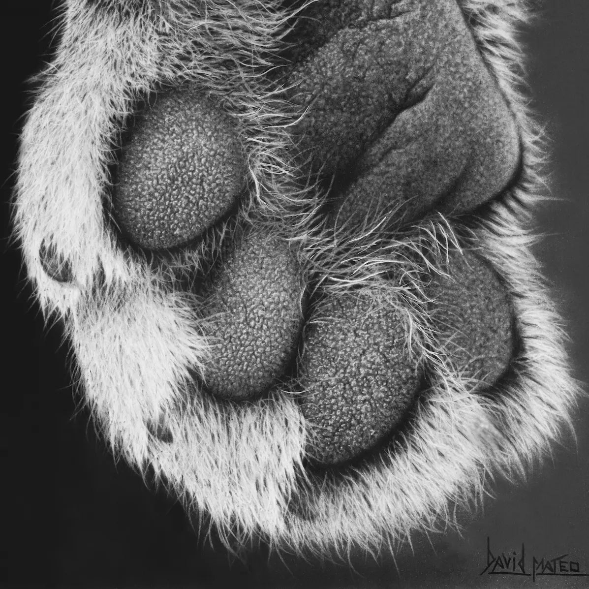 Zoom del dibujo a lápiz original de una obra de arte a carboncillo de hiperrealismo animal.